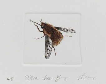 Limited edition drypoint of a rare bee fly. Insect artwork