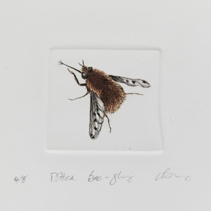 May include: A black and white illustration of a bee-fly, a type of insect, with the text "D.Heca Bee-Fly" and "4/6" printed below the image.