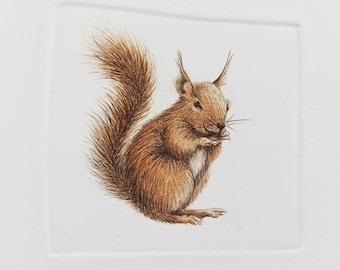 Red Squirrel. Drypoint print with watercolour on cotton paper.