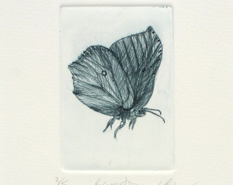 Drypoint Brimstone butterfly. Cute little bug. Hand printed on an etching press