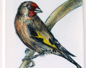 Goldfinch Bird print. Drypoint hand tinted with watercolour. Limited Edition.