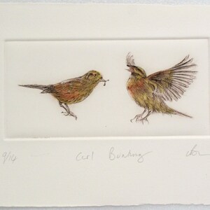 Drypoint birds. Cirl Bunting rare British farm bird. Endangered species