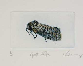 Drypoint Small Goat Moth. Hand printed and hand tinted with watercolour.