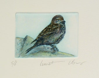Linnet drypoint print hand tinted with watercolour