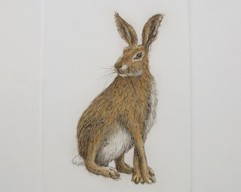 European Brown Hare. Drypoint hand tinted with watercolour.