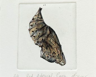 Drypoint print of a Pupa of a Red Admiral tinted with watercolour
