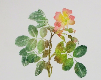 Imprimé botanique monotype chien-rose