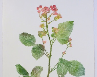 Bramble flowers monotype. Botanical print.
