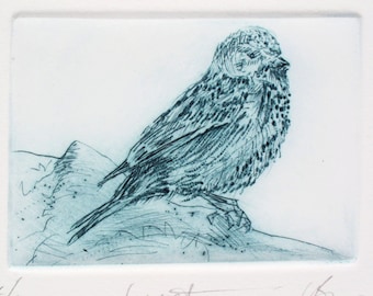 Drypoint Linnet. Bird print. Limited Edition