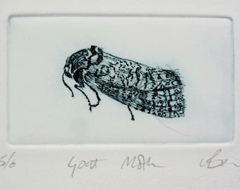 Drypoint Small Goat Moth. Hand printed inited edition.
