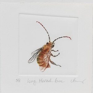 May include: A black and white illustration of a long-horned bee with red accents. The bee is drawn in a detailed style and is set against a white background. The text "5/8 Long-Horned Bee" is written in the bottom left corner of the image.