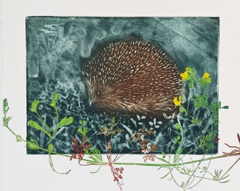 Hedgehog artwork. Silk aquatint or silk mezzotint. Full colour intaglio monoprint.