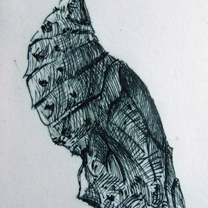 Chrysalis. Fine art drypoint print. Red Admiral pupa image 2