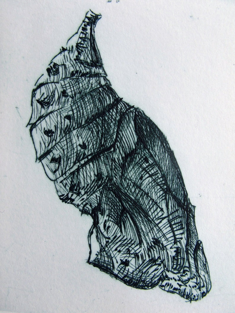 Chrysalis. Fine art drypoint print. Red Admiral pupa image 2