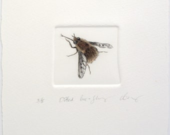 Limited edition drypoint of a rare bee fly. Insect artwork