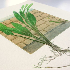 Fine art printmaking. Botanical print, urban weeds. Collagraph with mono print, OOAK image 2