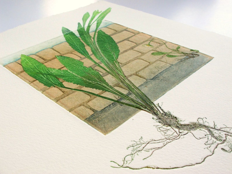 Fine art printmaking. Botanical print, urban weeds. Collagraph with mono print, OOAK image 2