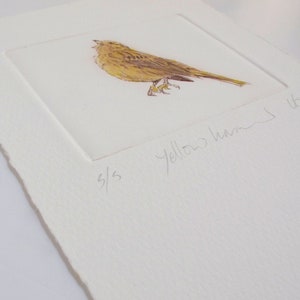 Limited edition Drypoint bird, Yellowhammer. Fine art print. Winter hedgerows, Devon image 3