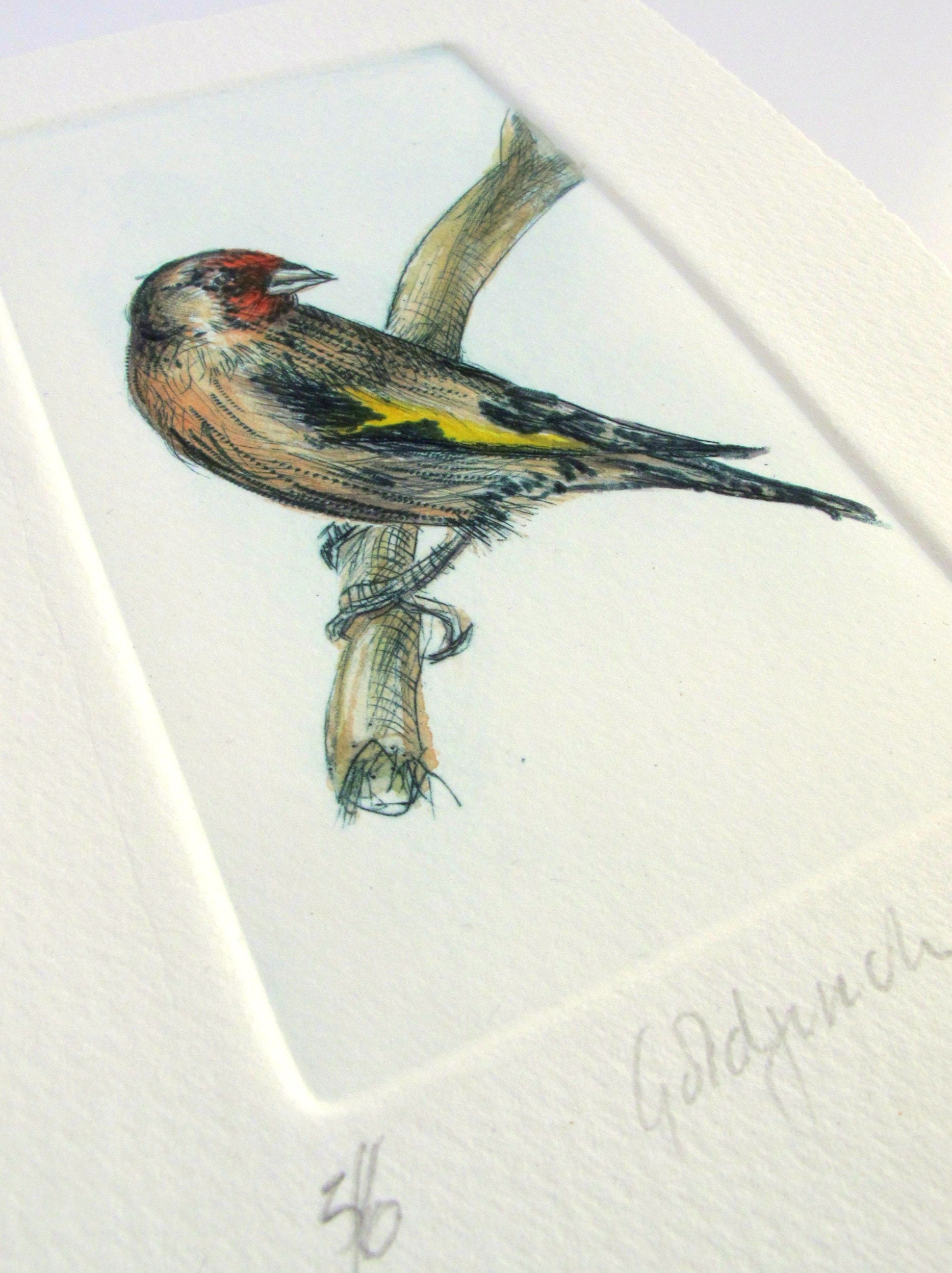 Goldfinch Bird Print. Drypoint Hand Tinted With Watercolour. Limited