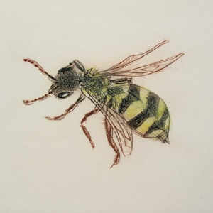 Rare British Bee. Nomad Bee - not a wasp. Drypoint print