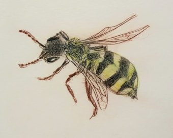 Rare British Bee. Nomad Bee - not a wasp. Drypoint print