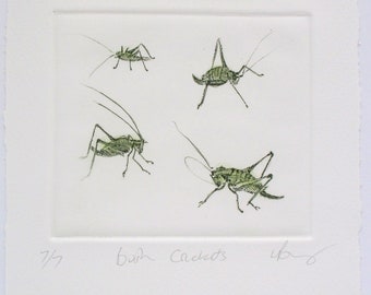 Bush Cricket print. Fine art drypoint. Grasshopper