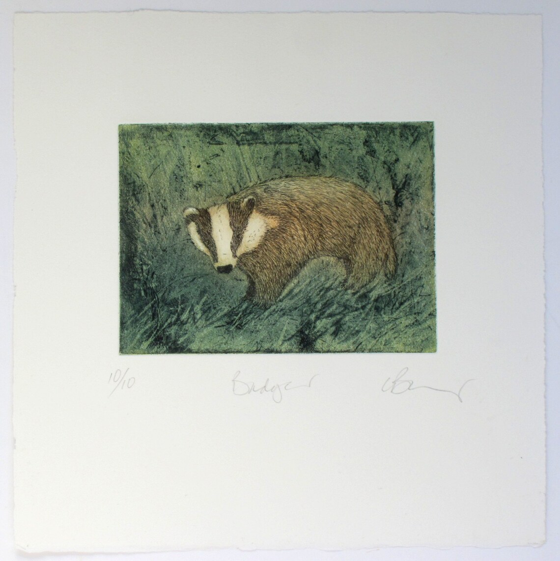 Badger Etching. Full Colour Wildlife Print. - Etsy