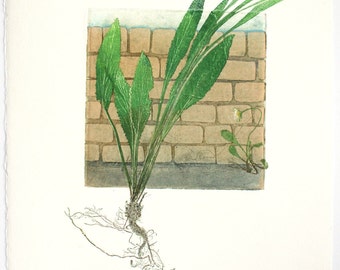 Fine art printmaking. Botanical print, urban weeds. Collagraph with mono print, OOAK
