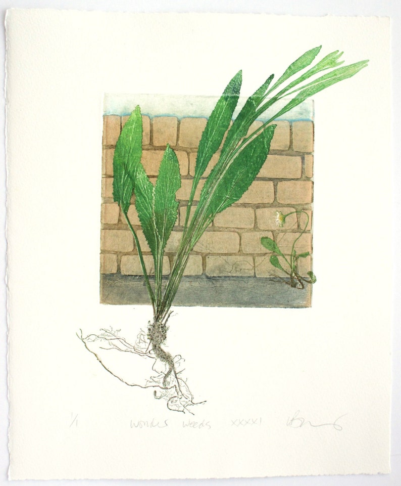 Fine art printmaking. Botanical print, urban weeds. Collagraph with mono print, OOAK image 1