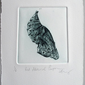 Chrysalis. Fine art drypoint print. Red Admiral pupa image 1