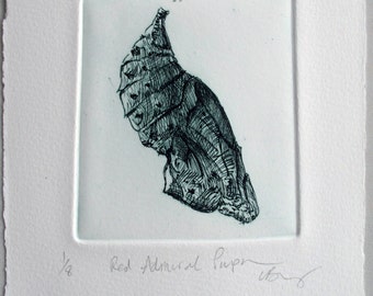 Chrysalis. Fine art drypoint print. Red Admiral pupa