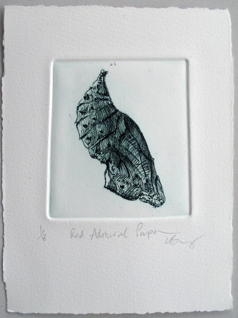 Chrysalis. Fine art drypoint print. Red Admiral pupa image 1