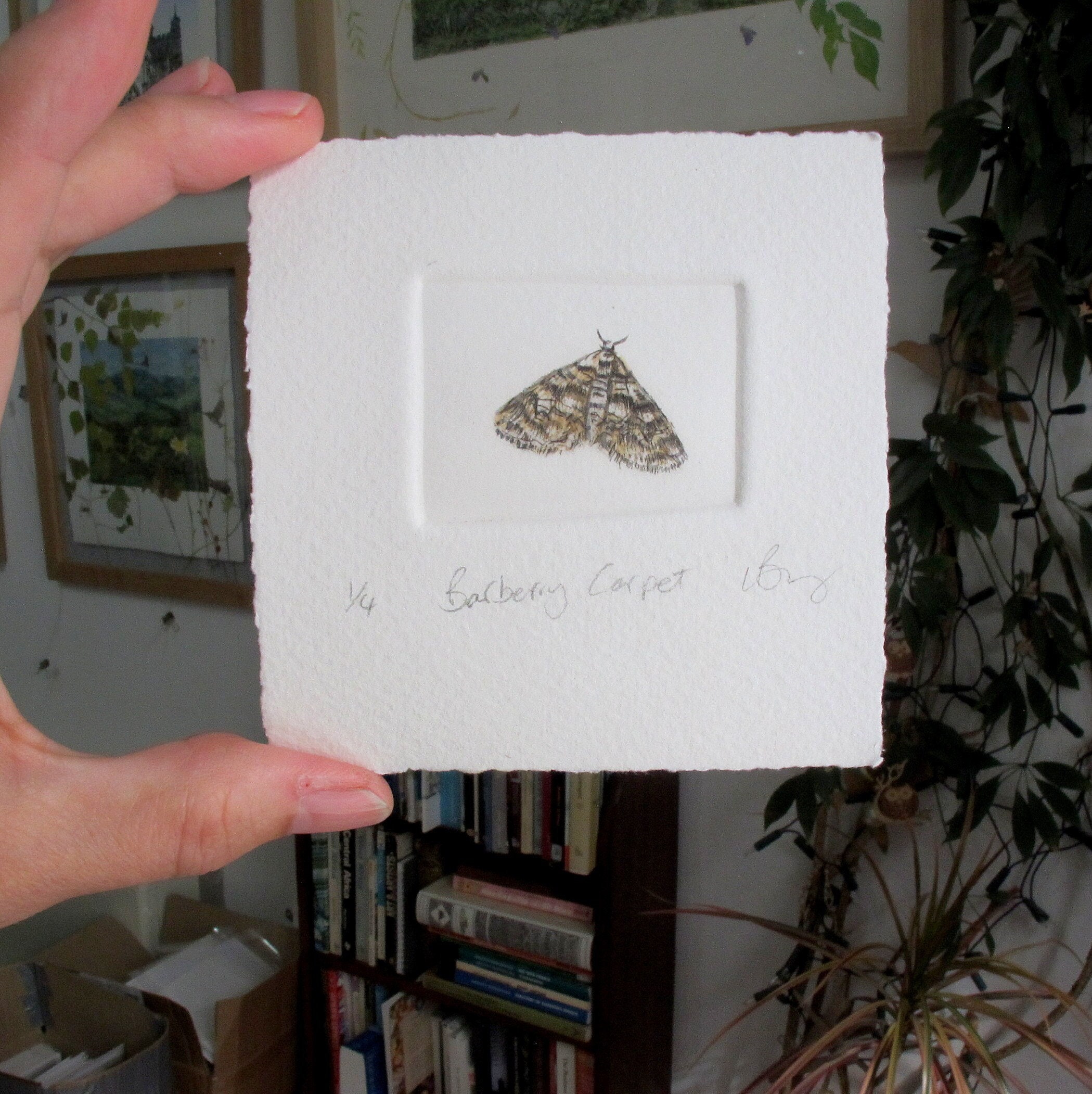 Rare moth. Hand printed and hand tinted mini edition. Barberry Carpet Moth.