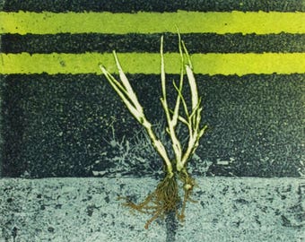 Fine Art Photo etching mono print. Roadside plant. Hand printed, Limited edition