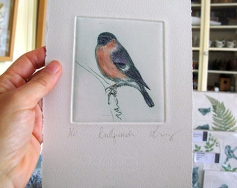 Bullfinch bird print. Limited addition hand printed drypoint.