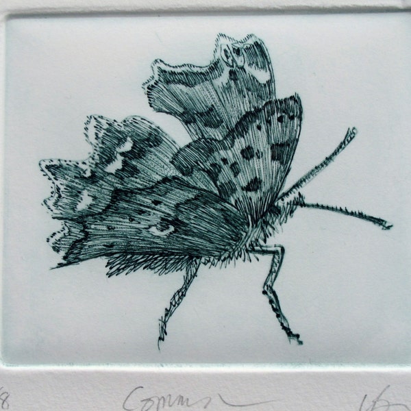 Comma Butterfly. Fine art print. Limited edition