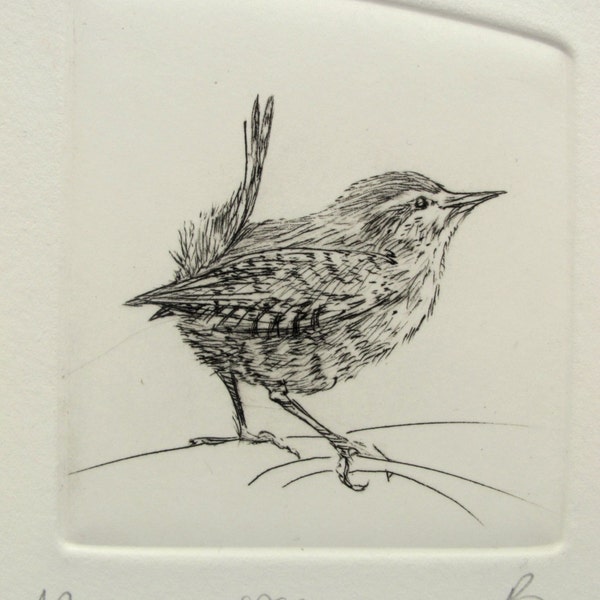 Wren. Tiny bird drypoint etching , warm black on white cotton paper. Bird print.