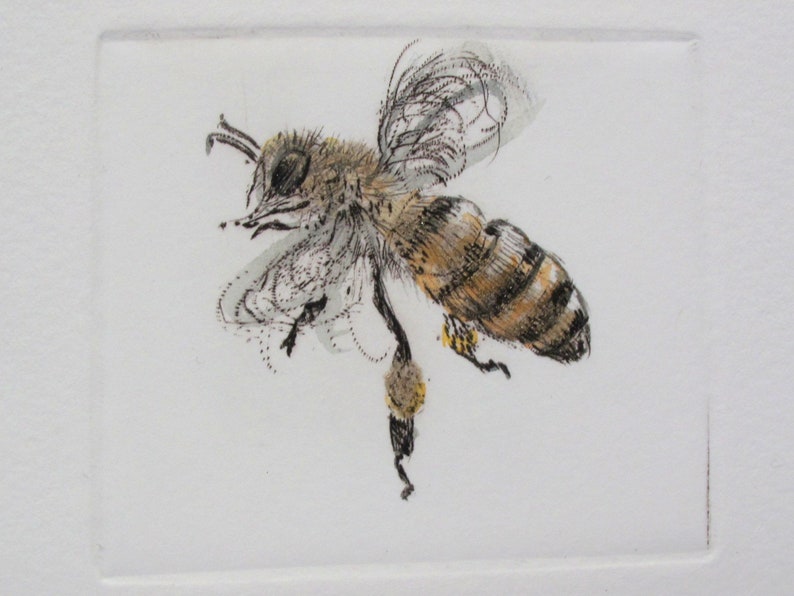 Busy little honey bee. Limited edition drypoint image 4