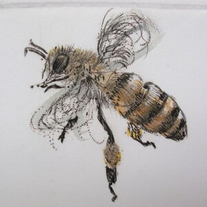 Busy little honey bee. Limited edition drypoint image 8