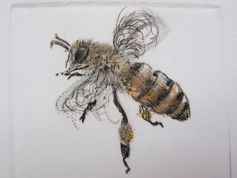 Busy little honey bee. Limited edition drypoint image 8
