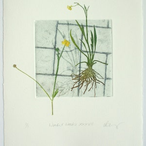 Botanical print. Urban weeds. Collagraph with mono print