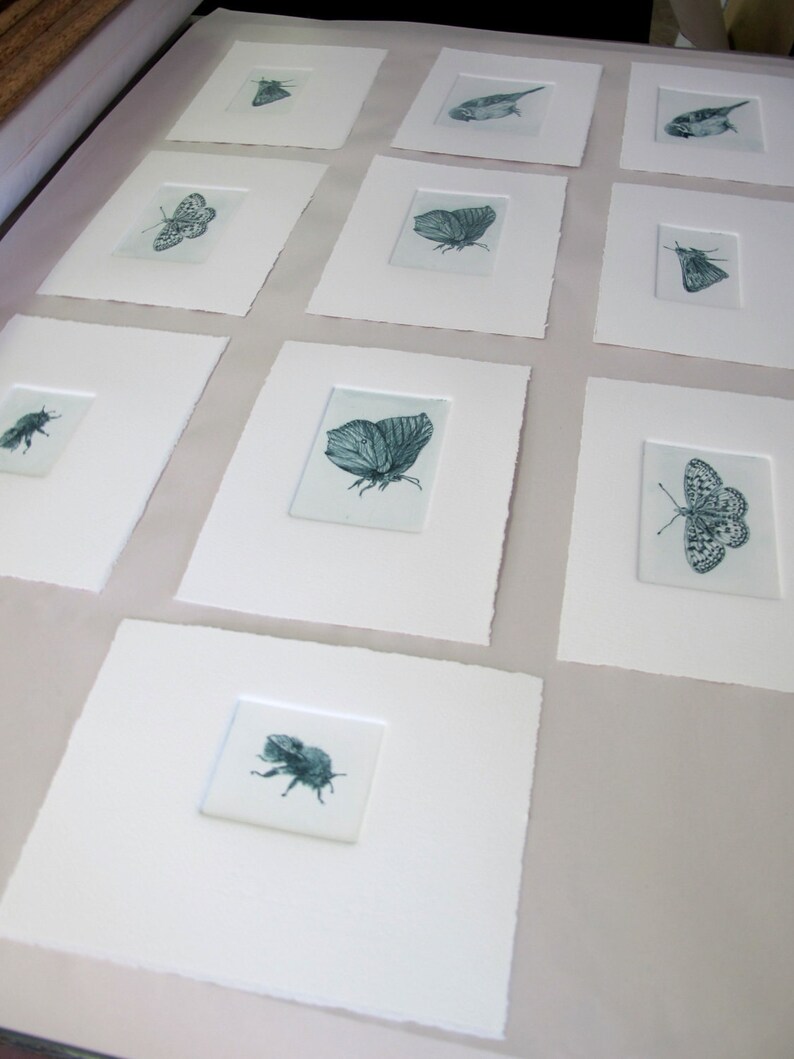 Drypoint butterfly print. Cute little Skipper. Hand printed Artist Proof. image 5