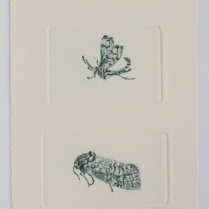 Cute bugs. Drypoint trio hand pulled print. Carder Bee, Scorpion Fly & Goat Moth