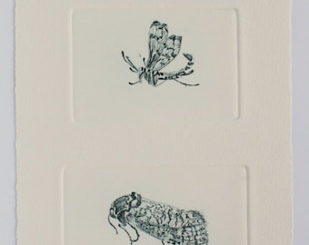 Cute bugs. Drypoint trio hand pulled print. Carder Bee, Scorpion Fly & Goat Moth