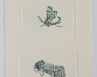 Hand Pulled Drypoint Print: Devon Hedgerow Bugs Trio