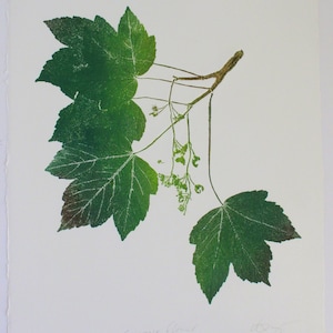 Może przedstawiać: Zielony odcisk liścia z gałęzi platana z małymi zielonymi kwiatami. Druk nosi tytuł "Sycamore Flower" i jest numerowany 4/25.