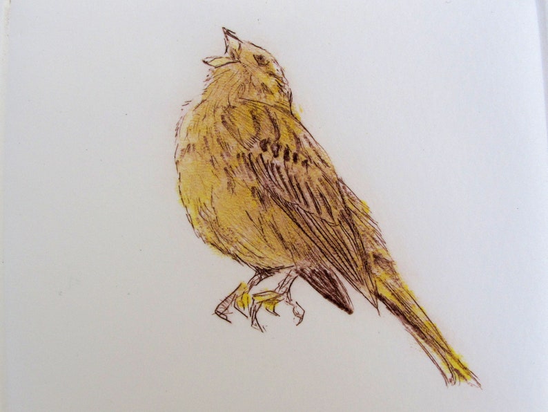 Limited edition Drypoint bird, Yellowhammer. Fine art print. Winter hedgerows, Devon image 5