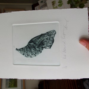 Chrysalis. Fine art drypoint print. Red Admiral pupa image 3