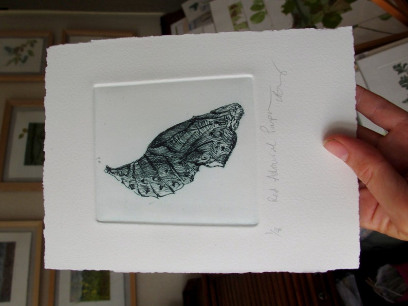 Chrysalis. Fine art drypoint print. Red Admiral pupa image 3