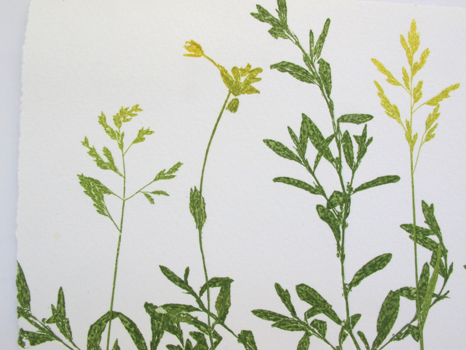 Rare Bird Print. Small Farm Bird With Mono Print Plants. Cirl Etsy